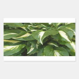 Pegatina Rectangular Hosta Leaves