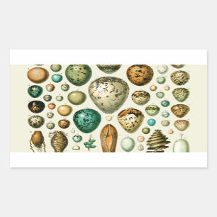 Pegatina Rectangular Huevos de aves de corral arte de huevo de pescado