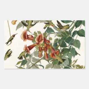 Pegatina Rectangular Hummingbird Ruby Throated Audubon