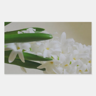 Pegatina Rectangular Hyacinth