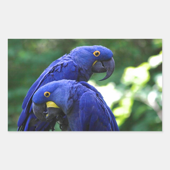 Pegatina Rectangular Hyacinth Macaws (Anverso)