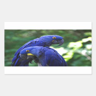 Pegatina Rectangular Hyacinth Macaws