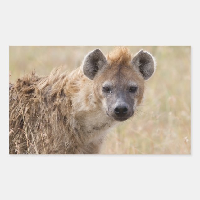 Pegatina Rectangular Hyena (Anverso)