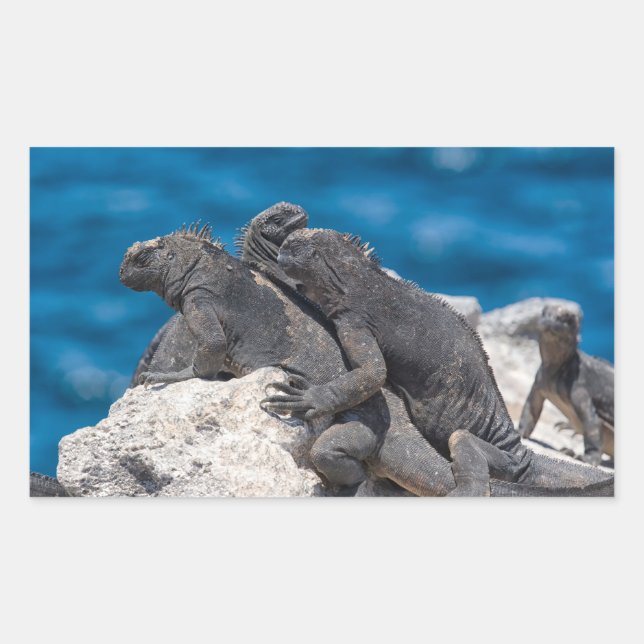 Pegatina Rectangular Iguana marina (Anverso)