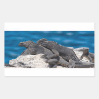 Iguana marina