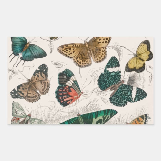 Pegatina Rectangular Ilustración antigua de mariposa: Orfebre de 1820 (Anverso)