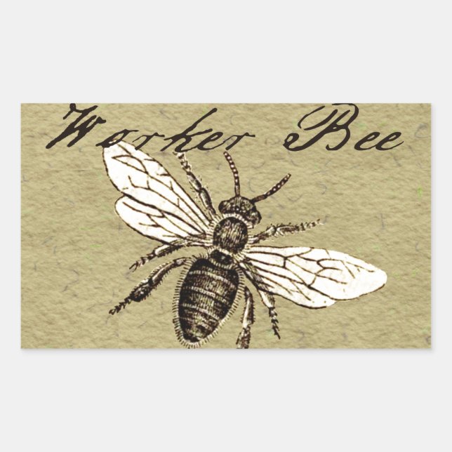 Pegatina Rectangular Ilustración Antigüedad Insecto Abeja Obrera Vintag (Anverso)