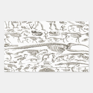 Pegatina Rectangular Ilustracion de cosecha de huesos humanos y animale