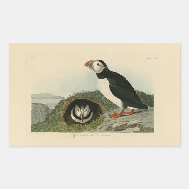 Pegatina Rectangular Ilustracion de Puffin de época (Anverso)