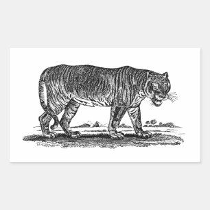 Pegatina Rectangular Ilustracion del tigre de época - Los tigres africa