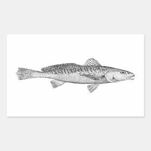 Pegatina Rectangular Ilustracion vintage de Croaker Atlántico