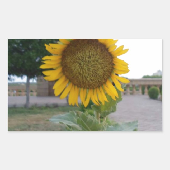 Pegatina Rectangular Impresión de arte de girasol (Anverso)