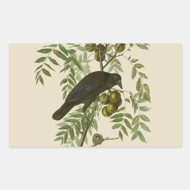 Pegatina Rectangular Impresión de pájaro Grackle púrpura de Audubon Vin (Anverso)