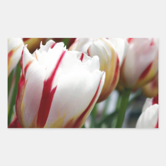 Pegatina Rectangular Impresionante huella de tulipán rojo y blanco