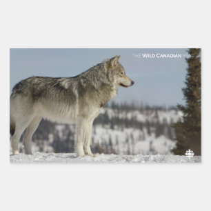 Pegatina Rectangular Invierno - Lobo