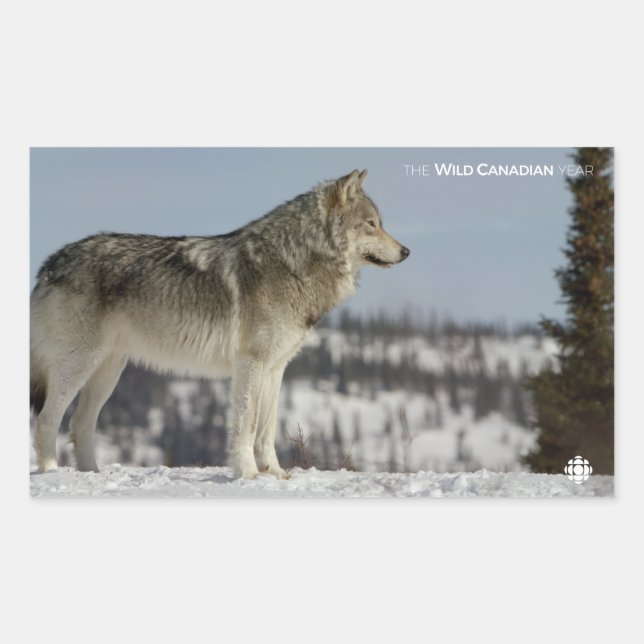 Pegatina Rectangular Invierno - Lobo (Anverso)