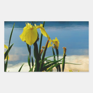Pegatina Rectangular Iris amarillo en la orilla del lago