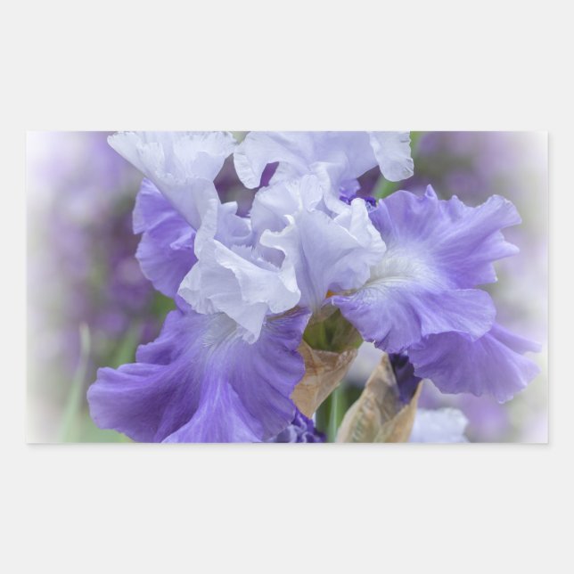 Pegatina Rectangular Iris con barba Regal - Púrpura y blanco (Anverso)