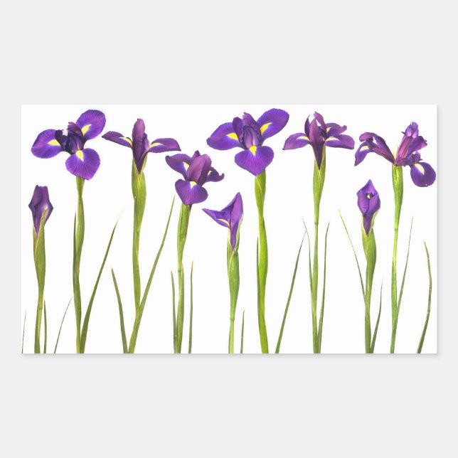 Pegatina Rectangular Irises púrpura - Plantilla personalizada de flor d (Anverso)