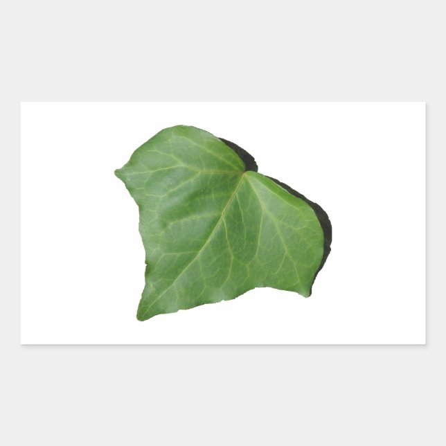 Pegatina Rectangular Ivy Leaf (Anverso)