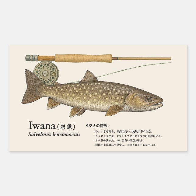 Pegatina Rectangular Iwana (Salvelinus leucomaenis) – Fish Illustration (Anverso)
