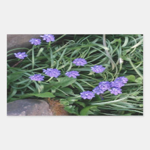 Pegatina Rectangular jacinto de uva común, flor púrpura azul, floral
