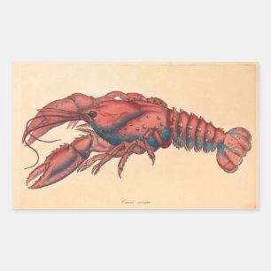 Pegatina Rectangular James Sowerby Serrate Lobster