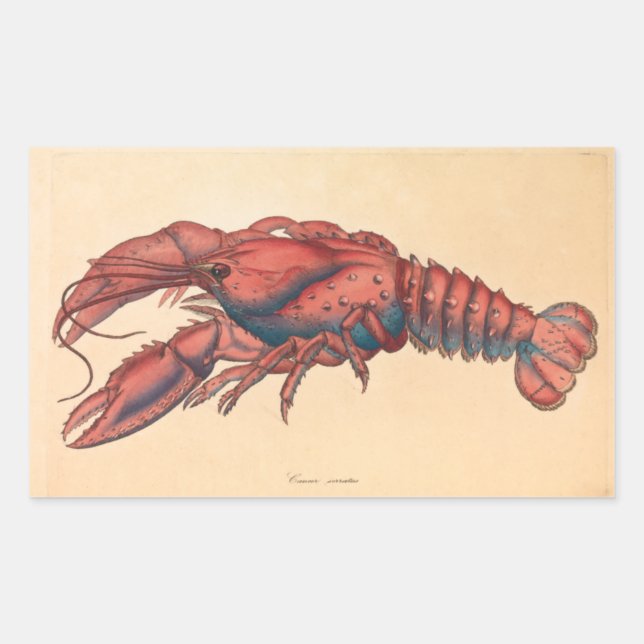 Pegatina Rectangular James Sowerby Serrate Lobster (Anverso)