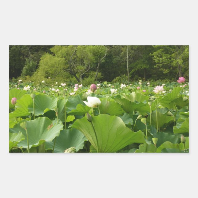 Pegatina Rectangular Jardín de verano de Lotus Flowers (Anverso)
