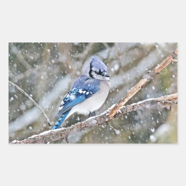 Pegatina Rectangular Jay azul en una tormenta de nieve (Anverso)
