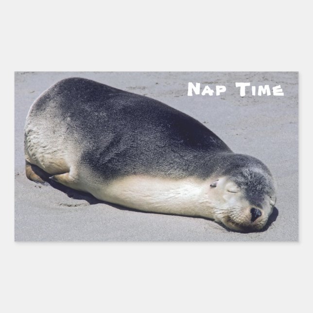 Pegatina Rectangular Joven foca durmiendo en la playa - Australia (Anverso)