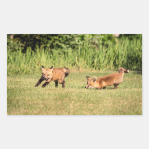 Pegatina Rectangular Juego de Red Fox Kits
