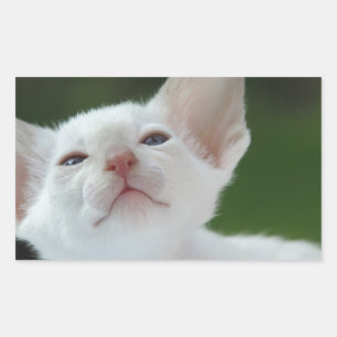 Pegatina Rectangular Kitten siamés