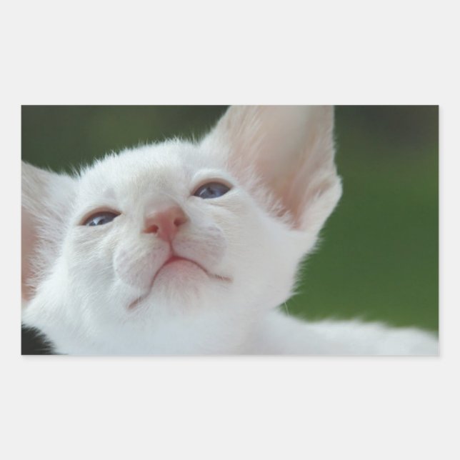 Pegatina Rectangular Kitten siamés (Anverso)
