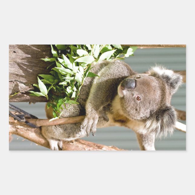 Pegatina Rectangular Koala Bear (Anverso)