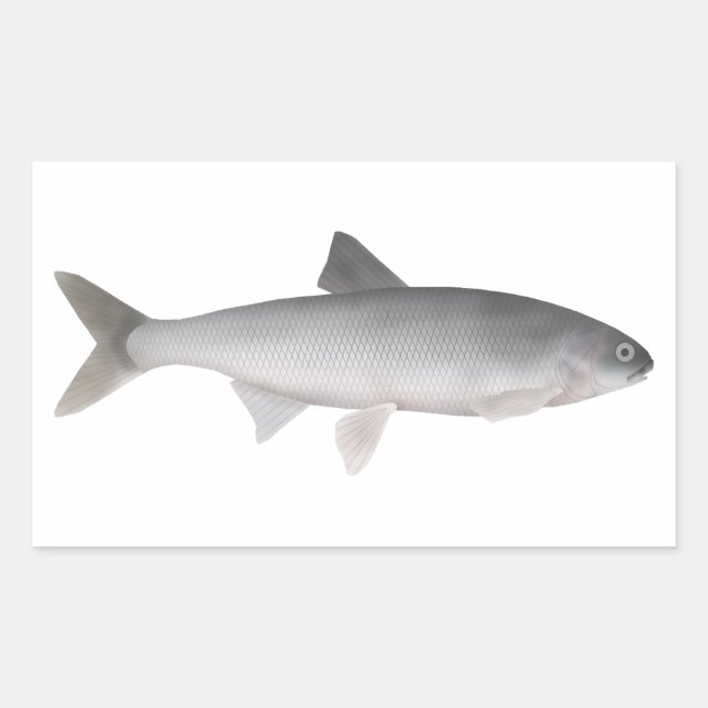 Pegatina Rectangular Kutum (Anverso)