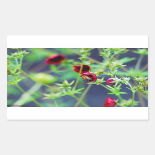 Pegatina Rectangular La abeja con la flor roja