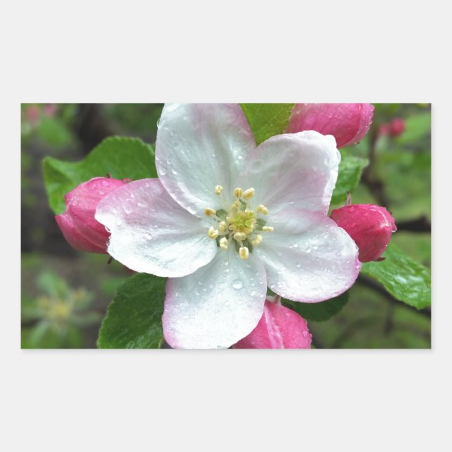 Pegatina Rectangular La lluvia cae sobre la flor pequeña (Anverso)