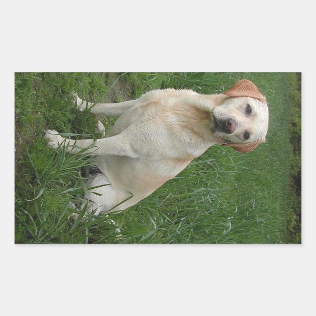 Pegatina Rectangular Labrador Amarillo Sentado (Anverso)