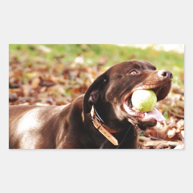 Pegatina Rectangular Labrador de chocolate jugando con bolas (Anverso)