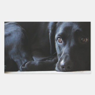Pegatina Rectangular Labrador negro
