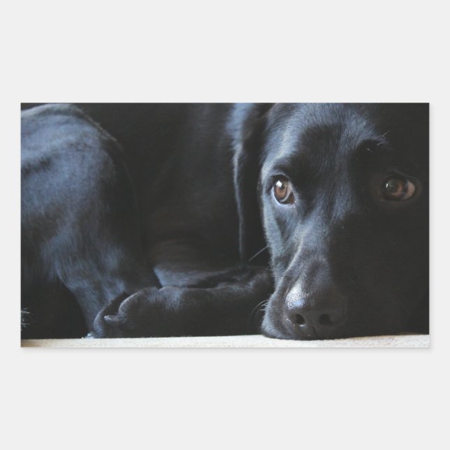 Pegatina Rectangular Labrador negro (Anverso)
