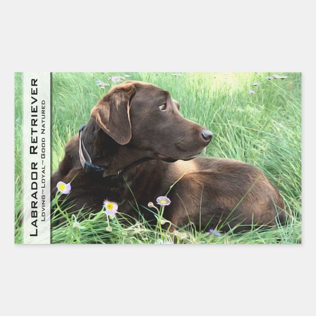 Pegatina Rectangular Labrador Recuperador Y Flores Púrpura (Anverso)