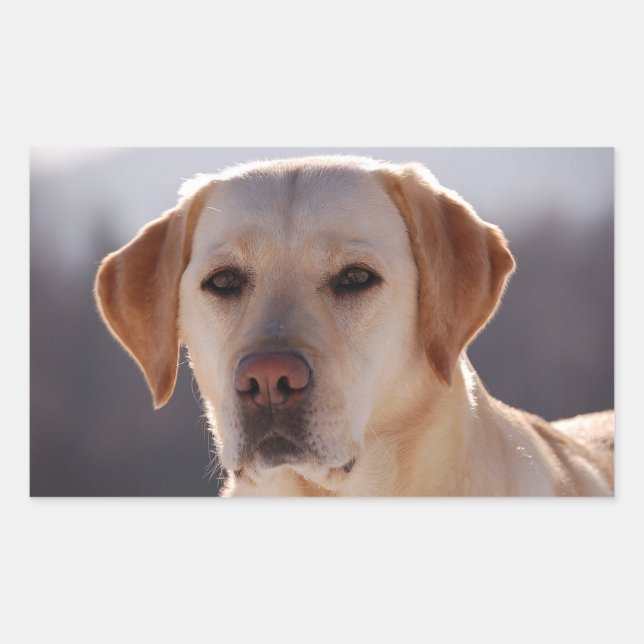 Pegatina Rectangular Labrador Retriever amarillo (Anverso)