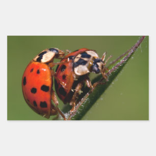 Pegatina Rectangular Ladybugs en amor