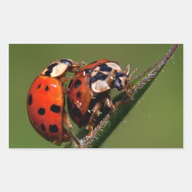 Pegatina Rectangular Ladybugs en amor (Anverso)