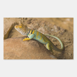Pegatina Rectangular Lagarto de collar
