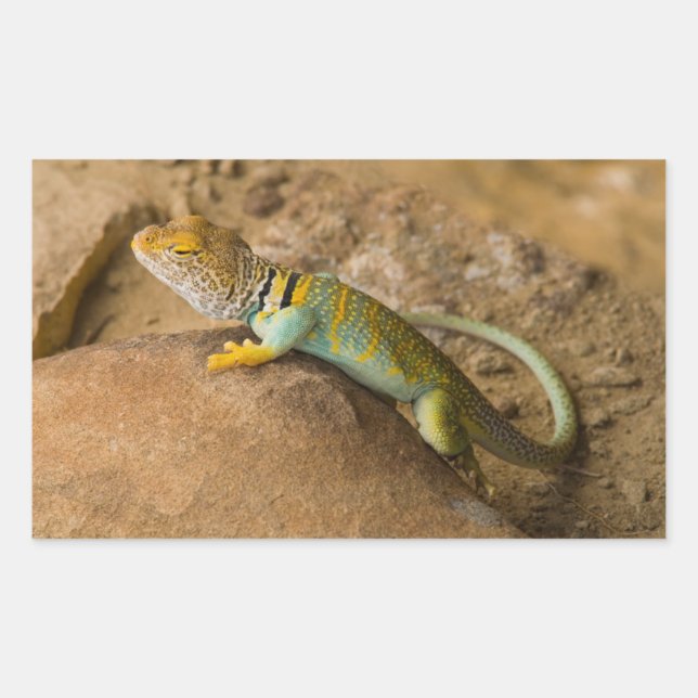 Pegatina Rectangular Lagarto de collar (Anverso)
