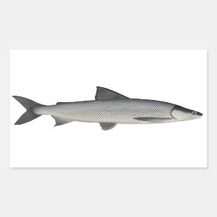 Pegatina Rectangular Lago Whitefish
