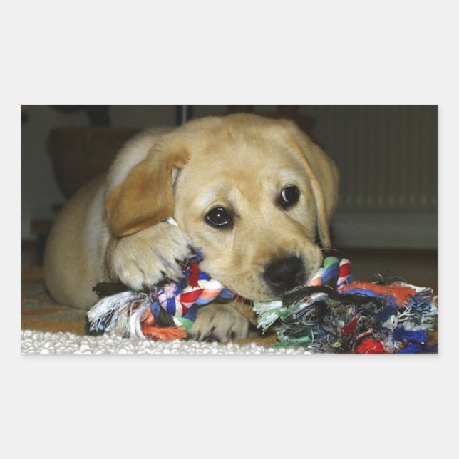 Pegatina Rectangular Lápiz de laboratorio amarillo con juguete (Anverso)